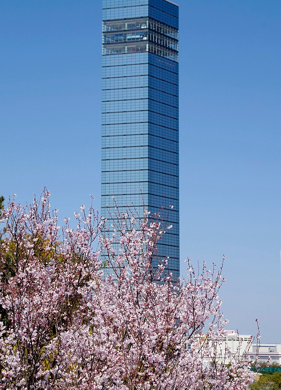 桜とタワー