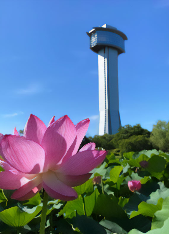 42種類12万株の花蓮